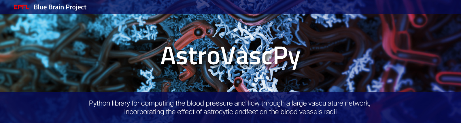 _images/BBP-AstroVascPy-Github.jpg